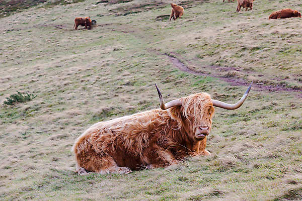 포토 JPG 해외이미지 동물 전통 섬 밭 농업 자연 휴식 산 뿔 건강 육류 스테이크 풍경 사람없음 빨간색 농장 갈색 평화 마을 소고기 성장 덮개 시골 소 시장 구매 주식 언덕 유기농 황소 산악지대 단백질 스코틀랜드 해외202004 해외포토 웰빙 산업 컬러 컨셉 식재료 포유류 영국 서양음식 금융 쇼핑 뚜껑 생태계 영양소 파일형식 이미지허브