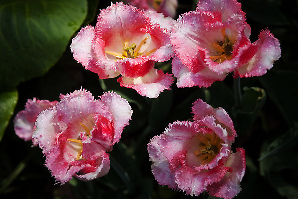 포토 JPG 해외이미지 꽃잎 꽃 분홍색 잎 자연 따뜻함 사람없음 초록색 여름 빛 정원 봄 튤립 흰색 4 이슬 다발 보케 부드러움 해외202004 해외포토 식물 계절 컬러 숫자 감각 생태계 파일형식 이미지허브