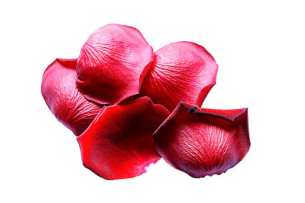 포토 JPG 해외이미지 식물 여자 꽃잎 꽃 백그라운드 자연 휴가 친절 사랑 사람없음 빨간색 장미 축하 고립 해외202004 해외포토 감정 컬러 컨셉 사람 생태계 파일형식 이미지허브