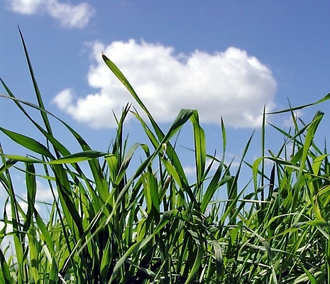 포토 JPG 해외이미지 식물 구름 계절 실루엣 백그라운드 잎 자연 벽지 하늘 풍경 사람없음 야외 초록색 여름 파란색 덮개 흰색 허브 만족 질감 부드러움 천국 해외202004 해외포토 자연요소 감정 컬러 촬영기법 뚜껑 감각 생태계 파일형식 이미지허브