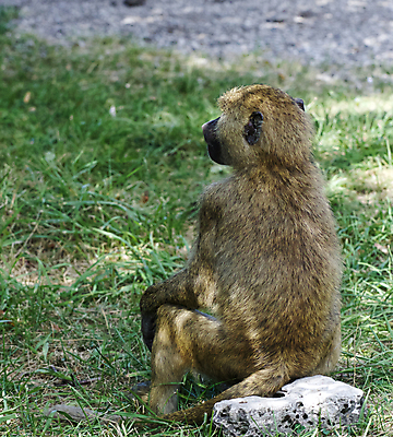 포토 JPG 해외이미지 털 앉기 사람없음 원숭이 치아 피부 날카로움 무거움 송곳니 사바나 삼림지대 초식 힘찬 안락 해외202004 해외포토 컨셉 포유류 모션 신체부위 소화기관 무게 숲 파일형식 이미지허브
