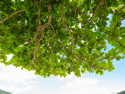 포토 JPG 해외이미지 나무 식물 백그라운드 잎 자연 하늘 사람없음 야외 초록색 여름 파란색 빛 햇빛 환경 맑음 봄 성장 광선 나뭇가지 신선 숲 내추럴 해외202004 해외포토 계절 컬러 날씨 태양 생태계 파일형식 이미지허브