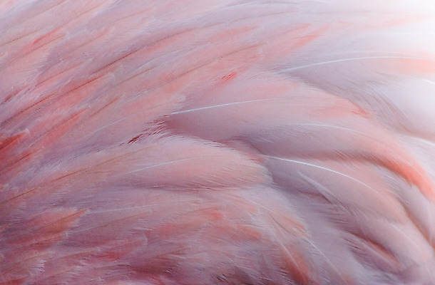 포토 JPG 해외이미지 모양 동물 야생동물 분홍색 백그라운드 자연 조류 사람없음 가로 플라밍고 깃털 이국적 해외202004 해외포토 컬러 생태계 파일형식 이미지허브