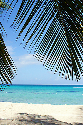 포토 JPG 해외이미지 나무 식물 모래 바다 섬 여행 자연 휴가 풍경 사람없음 물 여름 야자수 시골 중앙아메리카 고독 카리브해 도미니카공화국 서인도제도 해외202004 해외포토 자연요소 계절 감정 아메리카 남아메리카 생태계 파일형식 이미지허브