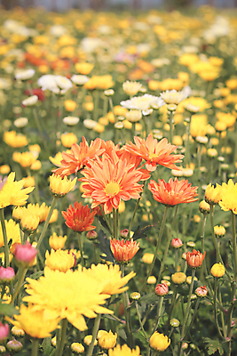 포토 JPG 해외이미지 식물 계절 꽃잎 꽃 분홍색 꽃다발 백그라운드 잎 꽃무늬 패턴 오렌지 자연 벽지 새로움 국화 사람없음 장식 가로 초록색 물 여름 빛 태양 노란색 머리 정원 보라색 봄 활발 성장 벚꽃 가을 신선 원형 그룹 묘사 싱글 원예 데이지 꽃가루 해외202004 해외포토 자연요소 도형 컬러 컨셉 무늬 과일 취미 신체부위 가루 생태계 파일형식 이미지허브