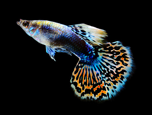 포토 JPG 해외이미지 동물 남자 백그라운드 이동 오렌지 모션 자연 어류 사람없음 장식 빨간색 물 반려동물 유행 검은색 수중 수영 신선 공작 꼬리 탱크 수족관 강렬 고립 해외202004 해외포토 자연요소 컬러 컨셉 과일 조류 사람 수중동물 수상스포츠 생태계 파일형식 이미지허브