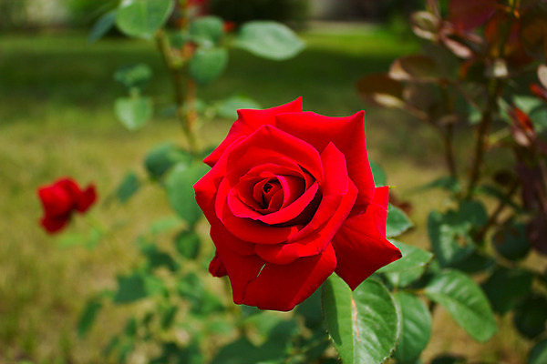 포토 JPG 해외이미지 식물 꽃잎 꽃 잎 자연 사람없음 야외 장식 빨간색 초록색 여름 장미 머리 정원 성장 개화 오브젝트 해외202004 해외포토 계절 컬러 신체부위 생태계 파일형식 이미지허브