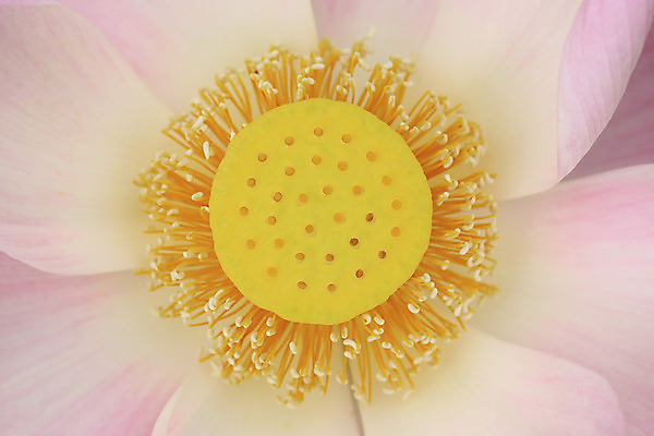 포토 JPG 해외이미지 식물 꽃 종교 화분 꽃다발 백그라운드 잎 꽃무늬 밭 자연 연꽃 사람없음 장식 초록색 정원 성장 벚꽃 나뭇가지 연못 신선 화려 개화 해외202004 해외포토 나무 컬러 컨셉 무늬 농업 생태계 파일형식 이미지허브