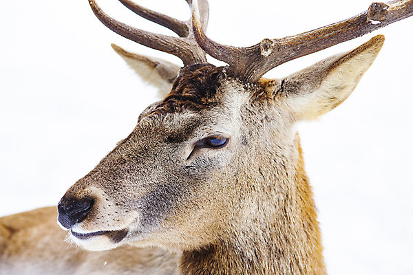 포토 JPG 해외이미지 주간 응시 야생동물 겨울 사슴 뿔 풍경 근접촬영 사람없음 야외 해외202004 해외포토 자연요소 동물 시선 계절 뷰포인트 포유류 파일형식 이미지허브