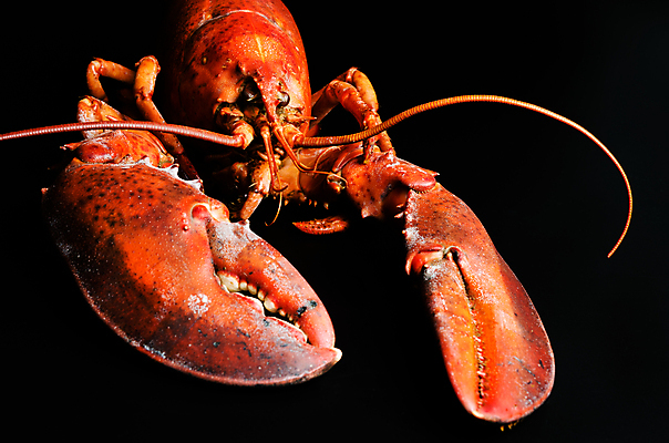 포토 JPG 해외이미지 스튜디오촬영 음식 건강 갑각류 어류 요리 사람없음 신선 바닷가재 자르기 해산물 유기농 발톱 이국적 정물화 해외202004 해외포토 동물 웰빙 모션 발 실내 수중동물 가재 그림 파일형식 이미지허브
