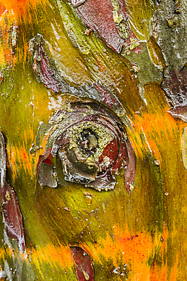 포토 JPG 해외이미지 나무 식물 백그라운드 패턴 자연 표면 사람없음 목재 초록색 물 컬러풀 갈색 노란색 환경 거친 묘사 질감 나무껍질 내추럴 수목 진실 해외202004 해외포토 자연요소 컬러 무늬 재료 껍질 생태계 파일형식 이미지허브