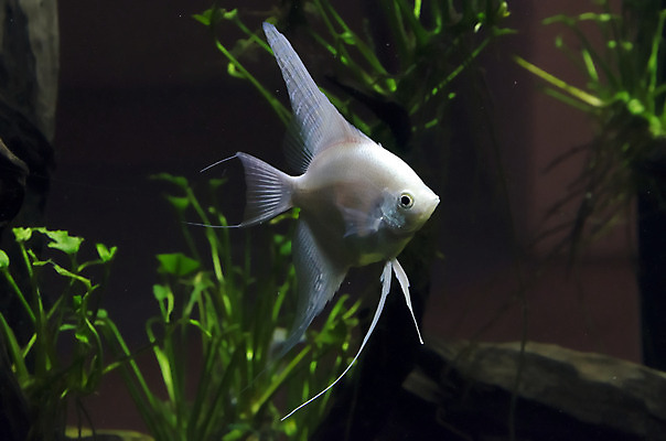 포토 JPG 해외이미지 식물 전통 디자인 옷 야생동물 백그라운드 패턴 오렌지 바지 자연 표면 휴식 어류 취미 사람없음 장식 물 파란색 빛 반려동물 컬러풀 유행 환경 수중 수영 어둠 침묵 전시 직물 도시 면 남색 질감 땀 탱크 캔버스 암초 수족관 커뮤니티 섬유 리빙 발견 그런지 아마존 옛날 터키석 생존 스타일 해외202004 해외포토 자연요소 동물 컬러 컨셉 무늬 과일 하의 수중동물 소리 수상스포츠 보석 생태계 파일형식 이미지허브