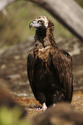 포토 JPG 해외이미지 동물 응시 유럽 야생동물 날개 자연 조류 생물 서기 사람없음 갈색 검은색 스페인 보호 먹이 승려 깃털 여우 육식 내추럴 생태학 포식 해외202004 해외포토 시선 교육 나라 컬러 컨셉 포유류 모션 성직자 생태계 파일형식 이미지허브