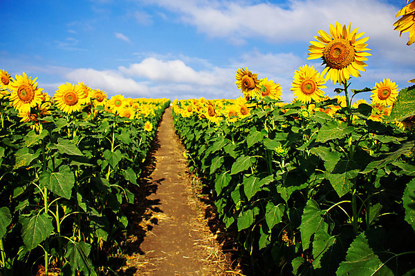 포토 JPG 해외이미지 식물 구름 계절 공원 꽃잎 꽃 아시아 줄기 여행 잎 겨울 꽃무늬 오렌지 태국 자연 하늘 휴가 해바라기 사람없음 초록색 여름 파란색 노란색 환경 정원 시골 신선 벌레 벌 꽃가루 천국 내추럴 밭일 해외202004 해외포토 자연요소 공공시설 나라 컬러 곤충 무늬 과일 가루 생태계 파일형식 이미지허브