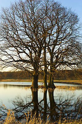 포토 JPG 해외이미지 나무 겨울 자연 독일 사람없음 물 가을 홍수 보호구역 해외202004 해외포토 자연요소 식물 계절 유럽 자연재해 생태계 구역 파일형식 이미지허브