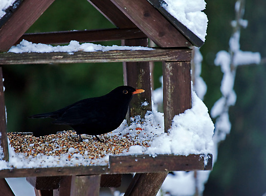 포토 JPG 해외이미지 남자 야생동물 자연 탁자 조류 잉글랜드 씨앗 사람없음 정원 냉동 얼음 추위 12월 서식스 해외202004 해외포토 자연요소 식물 동물 가구 영국 사람 날짜 생태계 파일형식 이미지허브
