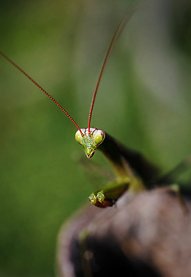 포토 JPG 해외이미지 식물 동물 응시 야생동물 곤충 백그라운드 날개 자연 사람없음 초록색 컬러풀 노란색 정원 검은색 봄 흰색 용 닫기 잠자리 묘사 슛 내추럴 동물상 해외202004 해외포토 시선 계절 컬러 모션 조형물 생태계 파일형식 이미지허브