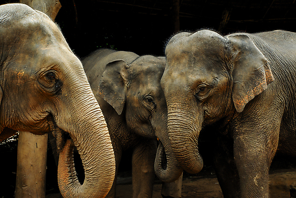 포토 JPG 해외이미지 동물 공원 아시아 야생동물 여행 포즈 포유류 가족 관계 자연 엄마 휴가 코끼리 함께함 3 동양인 사람없음 야외 옆모습 평화 환경 힘 터치 시골 체험 큼 사파리 귀 전국 해외202004 해외포토 공공시설 나라 뷰포인트 컨셉 인종 신체부위 크기 생태계 파일형식 이미지허브