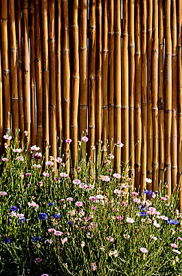 포토 JPG 해외이미지 모양 디자인 꽃 아시아 벽 분홍색 백그라운드 잎 패턴 건축양식 자연 동양인 사람없음 야외 목재 장식 초록색 울타리 컬러풀 갈색 노란색 정원 맑음 벚꽃 흰색 신선 배열 대나무 묘사 질감 내추럴 해외202004 해외포토 나무 식물 건축 나라 컬러 무늬 재료 날씨 인종 담장 생태계 파일형식 이미지허브