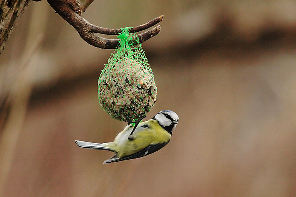 포토 JPG 해외이미지 동물 야생동물 겨울 자연 조류 사람없음 초록색 파란색 노란색 작음 먹기 수유 해외202004 해외포토 계절 컬러 모션 크기 생태계 파일형식 이미지허브