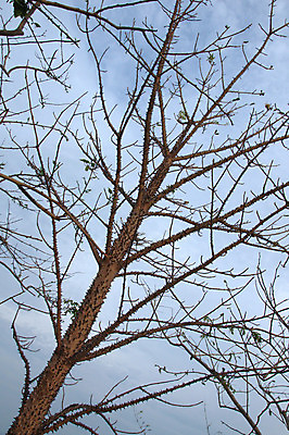 포토 JPG 해외이미지 나무 식물 구름 전통 디자인 옷 호수 백그라운드 겨울 패턴 오렌지 일러스트 바지 자연 하늘 표면 추상 건조 미술 풍경 사람없음 야외 목재 그래픽 장식 초록색 물 파란색 청춘 컬러풀 갈색 유행 디지털 검은색 어둠 페인트 가을 죽음 직물 도시 면 숲 남색 그림 질감 땀 캔버스 섬유 내추럴 그런지 옛날 스타일 해외202004 해외포토 자연요소 계절 컬러 컨셉 무늬 과일 재료 하의 문화예술 생태계 파일형식 이미지허브