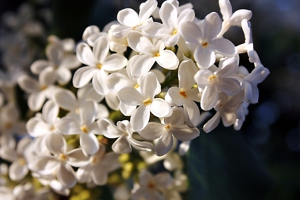 포토 JPG 해외이미지 나무 식물 계절 꽃 꽃다발 백그라운드 잎 꽃무늬 자연 추상 건강 선물 경사 사람없음 장식 컬러풀 우주 정원 스파 봄 흰색 축하 신선 신용카드 개화 닫기 떨어짐 소프트포커스 5월 다발 향수 묘사 냄새 부드러움 아로마테라피 라일락 해외202004 해외포토 컬러 컨셉 무늬 모션 촬영기법 금융 화장품 감각 날짜 생태계 테라피 파일형식 이미지허브