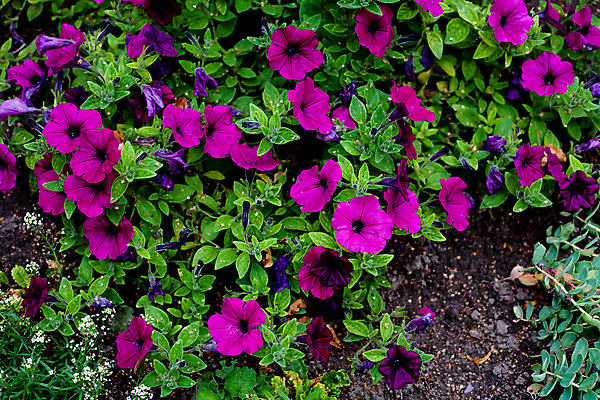 포토 JPG 해외이미지 식물 꽃 자연 사람없음 야외 가로 초록색 파란색 정원 보라색 벚꽃 개화 제비꽃 떠남 많음 해외202004 해외포토 컬러 컨셉 모션 생태계 파일형식 이미지허브