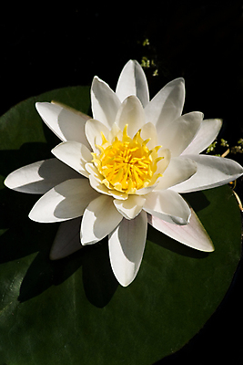 포토 JPG 해외이미지 공원 꽃 잎 자연 사람없음 세로 초록색 물 여름 햇빛 노란색 정원 맑음 흰색 연못 개화 백합 내추럴 해외202004 해외포토 자연요소 식물 계절 공공시설 컬러 날씨 태양 생태계 파일형식 이미지허브