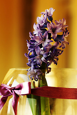 포토 JPG 해외이미지 계절 꽃잎 꽃 행복 꽃다발 잎 자연 유리 휴가 부활절 실내 선물 사람없음 내부 장식 물 파란색 빛 꽃병 보라색 봄 벚꽃 흰색 축하 신선 개화 소프트포커스 냄새 아로마 부드러움 내추럴 블러 히아신스 해외202004 해외포토 자연요소 식물 기념일 감정 컬러 컨셉 재질 촬영기법 감각 생태계 파일형식 이미지허브