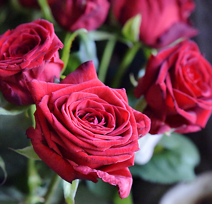 포토 JPG 해외이미지 식물 계절 꽃 꽃다발 곤충 잎 꽃무늬 농업 자연 휴식 새로움 사람없음 장식 빨간색 초록색 여름 빛 장미 환경 침묵 봄 벚꽃 시골 신선 신용카드 개화 소프트포커스 수분 다발 꽃집 허브 상쾌 유기농 원예 향기 아로마테라피 내추럴 특별함 해외202004 해외포토 동물 웰빙 감정 산업 컬러 컨셉 무늬 촬영기법 취미 금융 상점 소리 생태계 냄새 테라피 파일형식 이미지허브