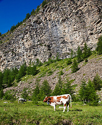 포토 JPG 해외이미지 동물 응시 유럽 밭 농업 자연 산 풍경 사람없음 야외 초록색 여름 농장 갈색 머리 계곡 맑음 가축 봄 목장 이탈리아 하이킹 소고기 우유 바위 시골 소 군중 언덕 알프스 장면 내추럴 밭일 해외202004 해외포토 시선 계절 나라 산업 컬러 포유류 레저 날씨 유제품 육류 사람 신체부위 돌_바위 생태계 파일형식 이미지허브
