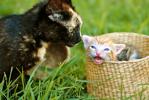 포토 JPG 해외이미지 동물 2 오렌지 포유류 가족 엄마 수염 털 함께함 실내 사랑 사람없음 야외 옆모습 초록색 반려동물 노란색 바구니 귀여움 검은색 고양이 아기 오픈 입 엿보기 부름 솜털 주둥이 섞기 해외202004 해외포토 감정 뷰포인트 컬러 컨셉 과일 관계 모션 사람 내부 신체부위 파일형식 이미지허브