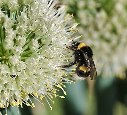 포토 JPG 해외이미지 식물 꽃 야생동물 음식 곤충 밭 농업 날개 자연 노동자 사람없음 야외 초록색 노란색 검은색 모임 성장 벚꽃 신선 작업 수분 수집 먹기 순수 꽃가루 꿀 내추럴 밭일 호박벌 해외202004 해외포토 동물 직업 산업 컬러 컨셉 모션 벌_곤충 가루 생태계 파일형식 이미지허브