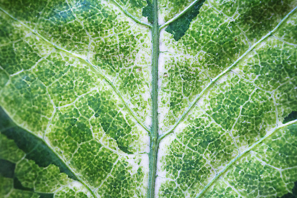 포토 JPG 해외이미지 식물 건축물 선 백그라운드 잎 패턴 자연 추상 세포 건강 사람없음 초록색 여름 환경 봄 신선 변화 유기농 생태계 질감 내추럴 그런지 생태학 엘리먼트 해외202004 해외포토 웰빙 계절 교육 건축 컬러 컨셉 무늬 파일형식 이미지허브