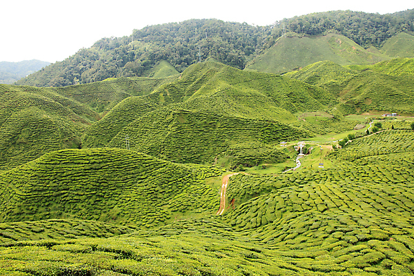 포토 JPG 해외이미지 나무 식물 아시아 여행 잎 밭 농업 동양인 풍경 사람없음 초록색 농작물 농장 시골 신선 재산 차 유기농 장면 멀리 동쪽 남쪽 말레이시아 산악지대 해외202004 해외포토 웰빙 나라 산업 음료 컬러 산 인종 금융 방향 파일형식 이미지허브