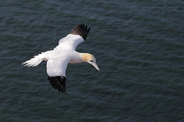 포토 JPG 해외이미지 동물 유럽 야생동물 바다 날개 자연 조류 독일 사람없음 물 흰색 물새 해외202004 해외포토 자연요소 나라 컬러 생태계 파일형식 이미지허브