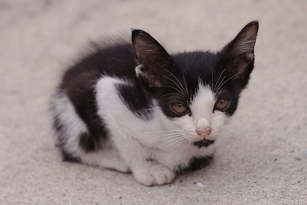 포토 JPG 해외이미지 동물 사람없음 반려동물 고양이 작음 해외202004 해외포토 포유류 크기 파일형식 이미지허브