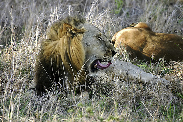 포토 JPG 해외이미지 동물 야생동물 아프리카 자연 사람없음 고양이 사자 탄자니아 해외202004 해외포토 나라 포유류 반려동물 생태계 파일형식 이미지허브