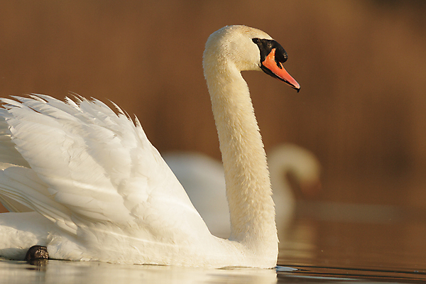 포토 JPG 해외이미지 주간 한마리 호수 사람없음 야외 백조 해외202004 해외포토 자연요소 1 조류 파일형식 이미지허브