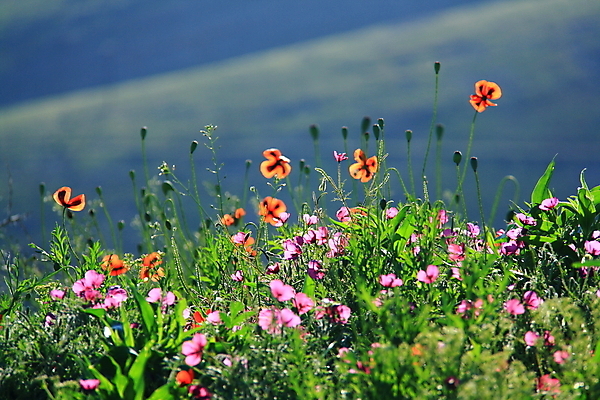 포토 JPG 해외이미지 식물 꽃 꽃무늬 자연 사람없음 빨간색 초록색 여름 봄 벚꽃 해외202004 해외포토 계절 컬러 무늬 생태계 파일형식 이미지허브
