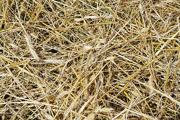 포토 JPG 해외이미지 식물 동물 계절 음식 줄기 백그라운드 패턴 밭 농업 자연 추상 건조 옥수수 사람없음 야외 여름 빛 농작물 농장 갈색 노란색 쌓기 가을 시골 거친 황금 건초더미 볏짚 땅 자르기 시리얼 유기농 질감 날카로움 장면 밀짚 헛간 흙더미 혼란 효과 해외202004 해외포토 웰빙 산업 컬러 컨셉 무늬 모션 곡류 흙 건초 짚 생태계 저장고 파일형식 더미 이미지허브