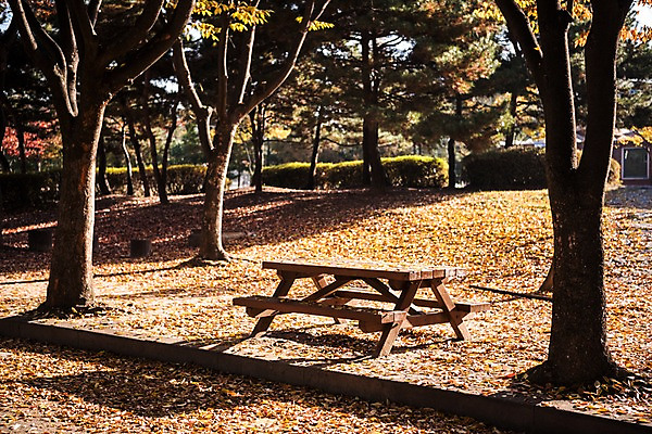 포토 JPG 주간 나무 공원 단풍 낙엽 벤치 단풍나무 풍경 사람없음 야외 가을 경기도 인천 인천대공원 국내포토 자연요소 식물 계절 공공시설 잎 의자 한국 파일형식