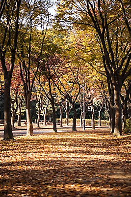 포토 JPG 주간 나무 공원 단풍 낙엽 가로등 단풍나무 풍경 사람없음 야외 산책로 가을 경기도 인천 인천대공원 국내포토 자연요소 식물 계절 공공시설 길 잎 한국 파일형식