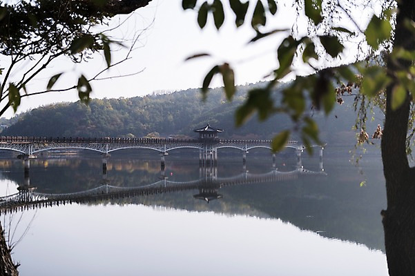 포토 JPG 주간 나무 산 한국 풍경 사람없음 야외 아웃포커스 경상북도 낙동강 안동 월영교 국내포토 자연요소 식물 아시아 촬영기법 강 다리_건축물 경상도 파일형식 구미