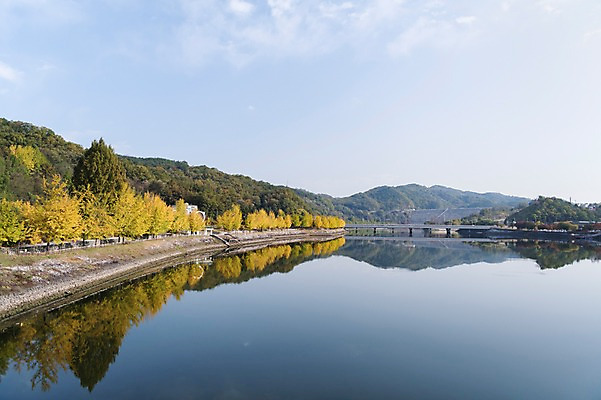 포토 JPG 주간 나무 하늘 한국 풍경 사람없음 야외 반사 경상북도 낙동강 안동 월영교 국내포토 자연요소 식물 아시아 강 다리_건축물 경상도 파일형식 구미