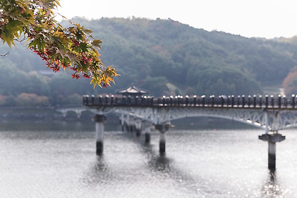 포토 JPG 주간 나무 산 한국 풍경 사람없음 야외 아웃포커스 경상북도 낙동강 안동 가교 월영교 국내포토 자연요소 식물 건축물 아시아 촬영기법 강 다리_건축물 경상도 파일형식 구미