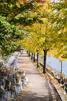 포토 JPG 주간 나무 길 한국 풍경 사람없음 야외 아웃포커스 산책로 경상북도 안동 국내포토 자연요소 식물 아시아 촬영기법 경상도 파일형식