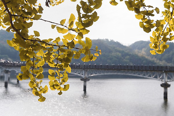 포토 JPG 주간 나무 산 한국 풍경 사람없음 야외 아웃포커스 경상북도 은행잎 안동 가교 국내포토 자연요소 식물 건축물 아시아 잎 촬영기법 경상도 파일형식