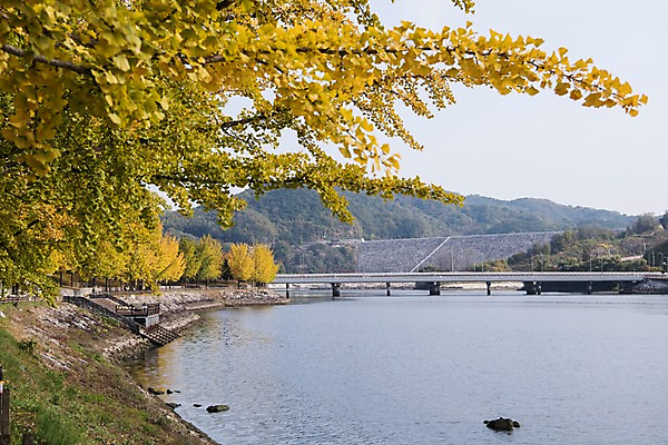 포토 JPG 주간 나무 산 한국 풍경 사람없음 야외 아웃포커스 경상북도 은행나무 안동 국내포토 자연요소 식물 아시아 촬영기법 경상도 파일형식