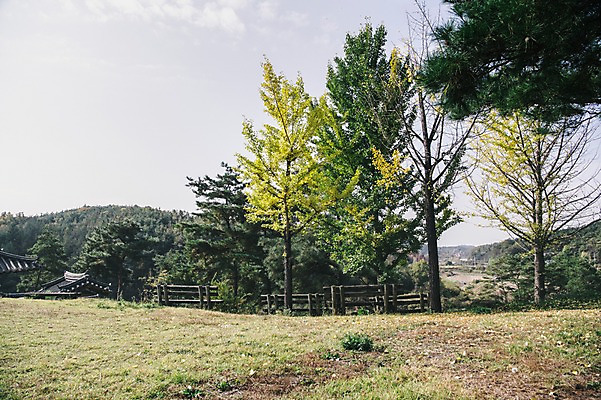 포토 JPG 주간 나무 전통 한옥 풍경 잔디 사람없음 야외 경상북도 소경 안동 군자마을 국내포토 자연요소 식물 한국전통 고건축 마을 경상도 파일형식